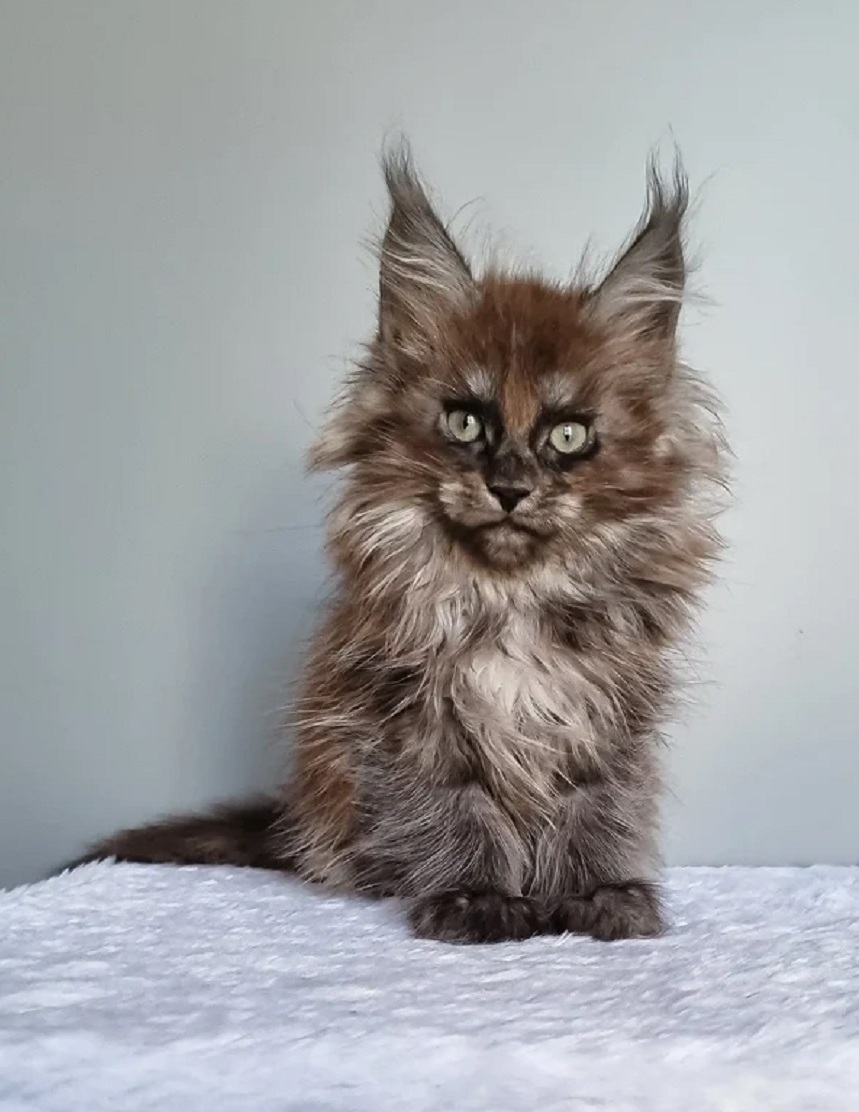 Maine Coon kittens ready for Brampton families