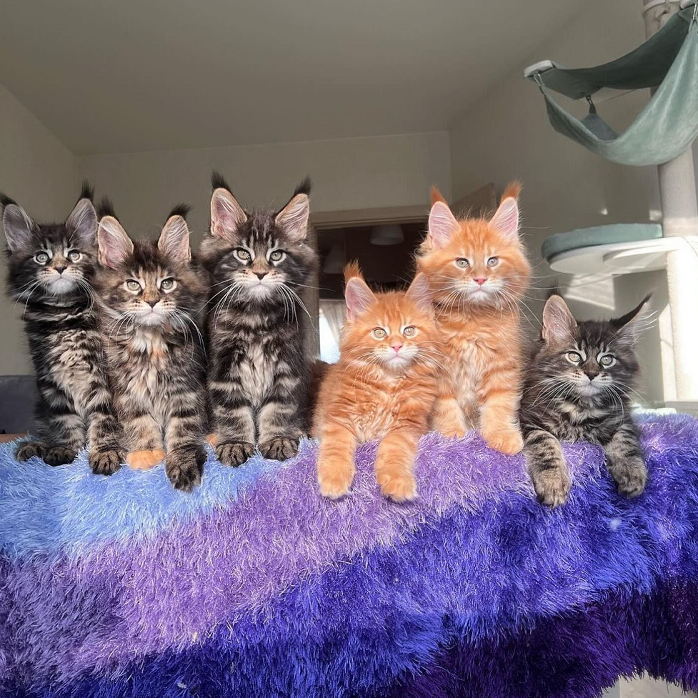 Healthy Maine Coon kittens from champion lines in Chicago