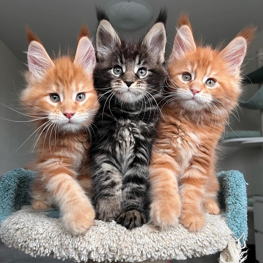 Fluffy Maine Coon kittens ready for homes in Los Angeles