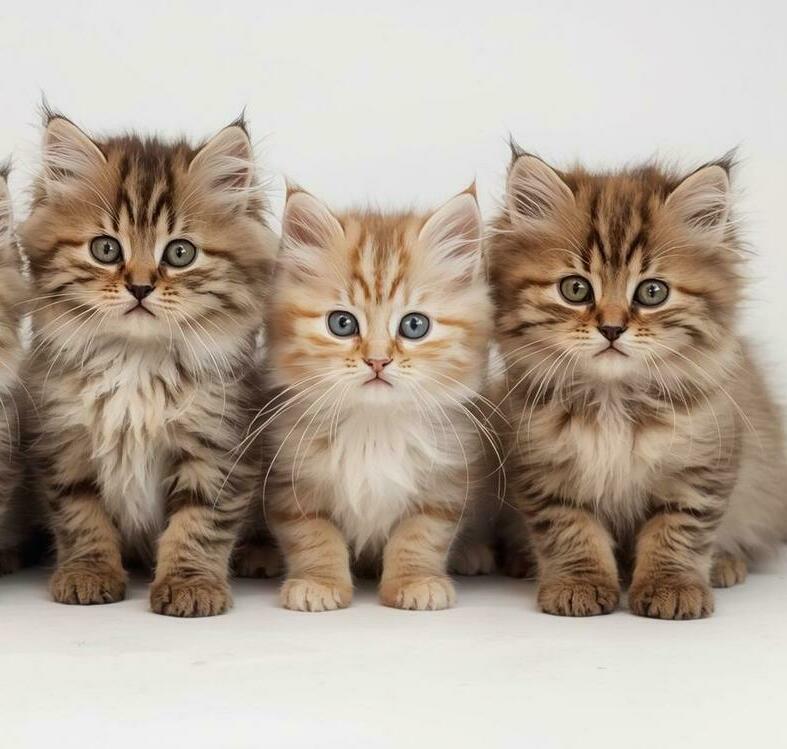 Maine Coon kittens from registered breeder in Montreal