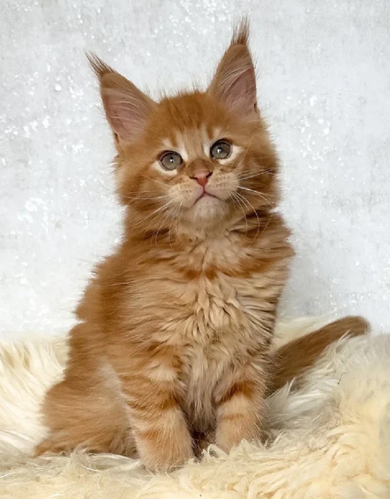 Purebred Maine Coon kittens available in Dallas