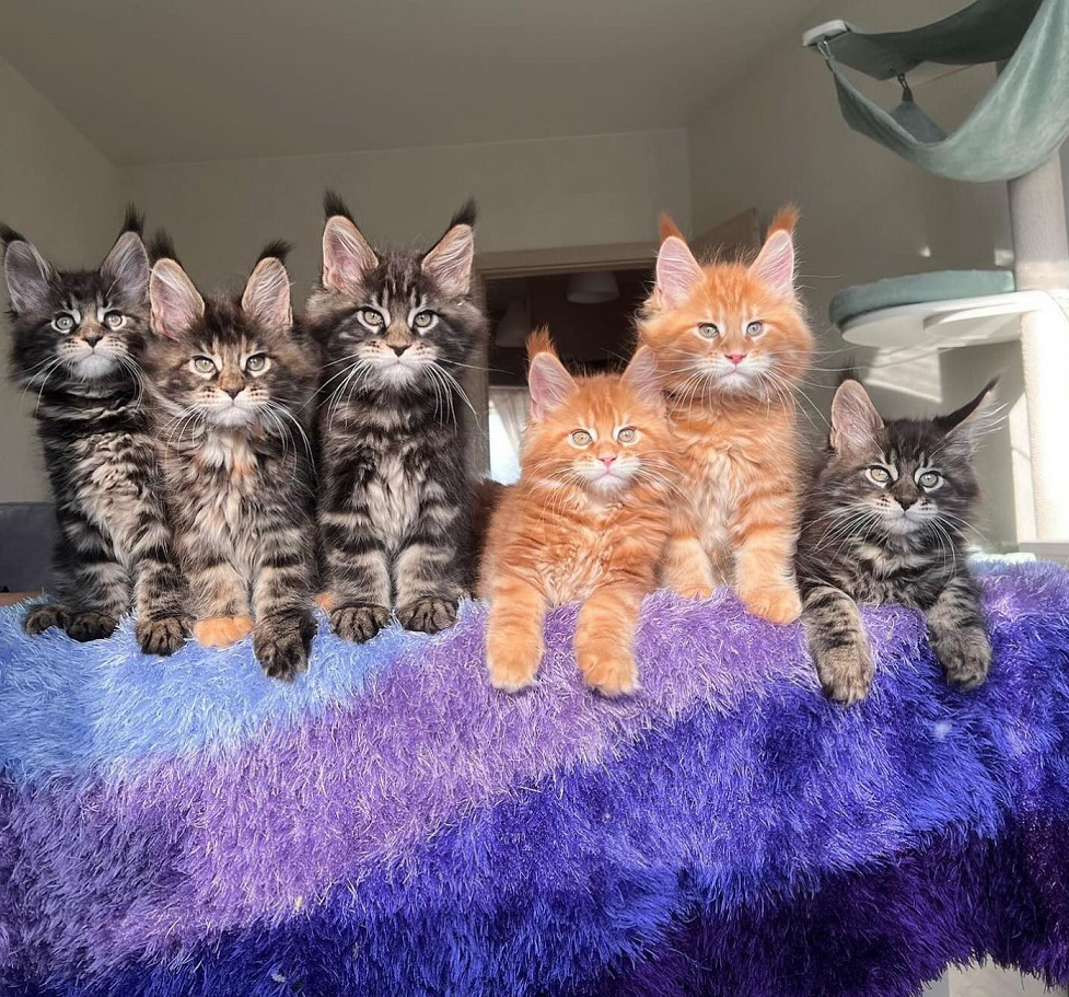 Fluffy Maine Coon kittens ready for Las Vegas families