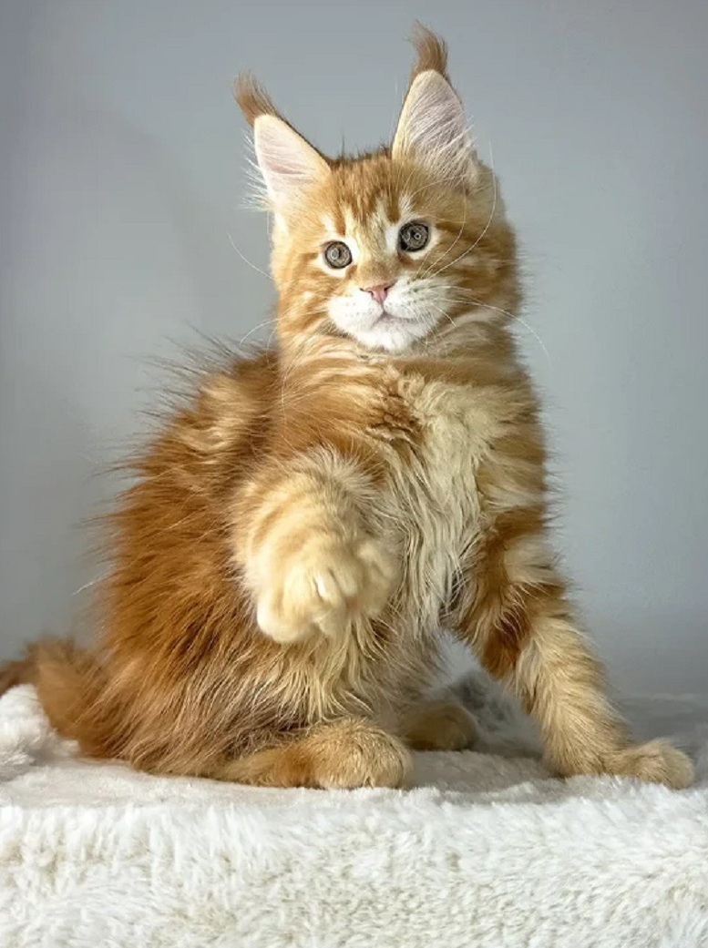 Maine Coon kittens available for adoption in Phoenix