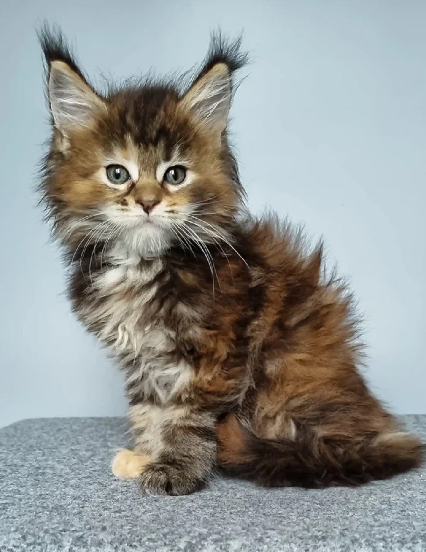 Beautiful Maine Coon kittens ready for Victoria homes
