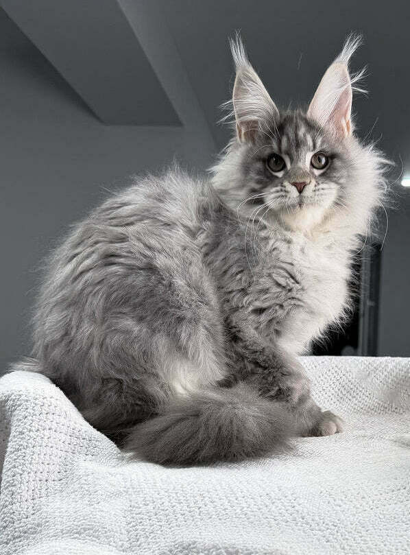 Purebred Maine Coon kittens available for adoption in New York