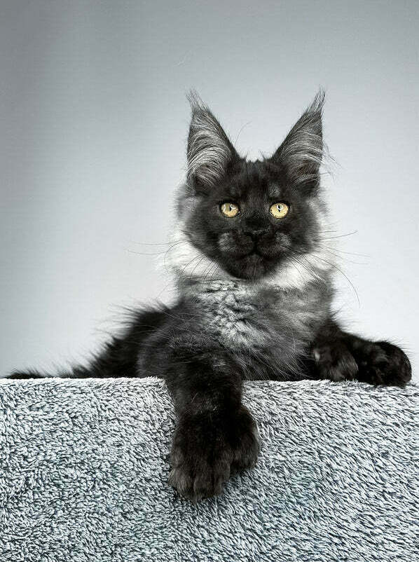 Purebred Maine Coon kittens for Denver homes