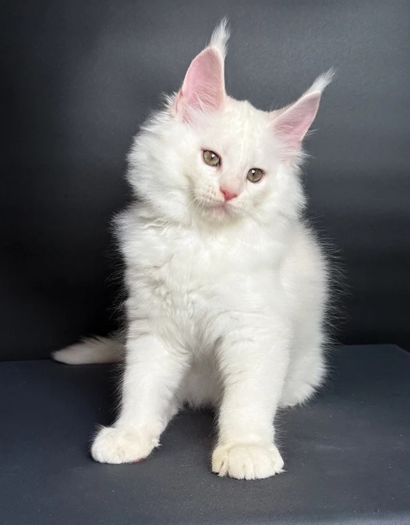 Maine Coon kittens available for families in Houston