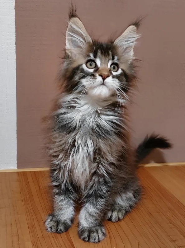 Healthy Maine Coon kittens ready for Boston families