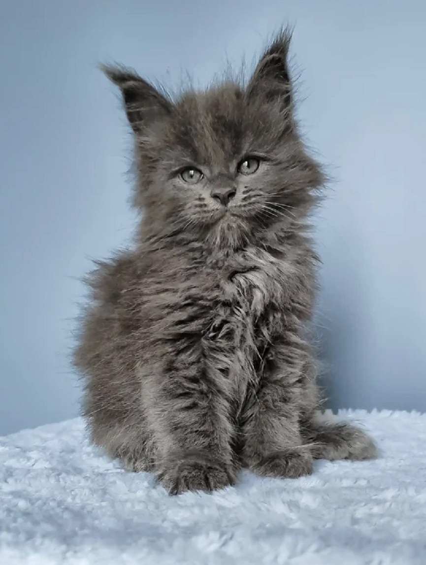 Maine Coon kittens from registered breeder in San Francisco