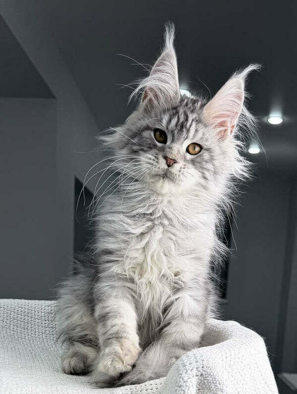 Fluffy Maine Coon kittens available in Seattle