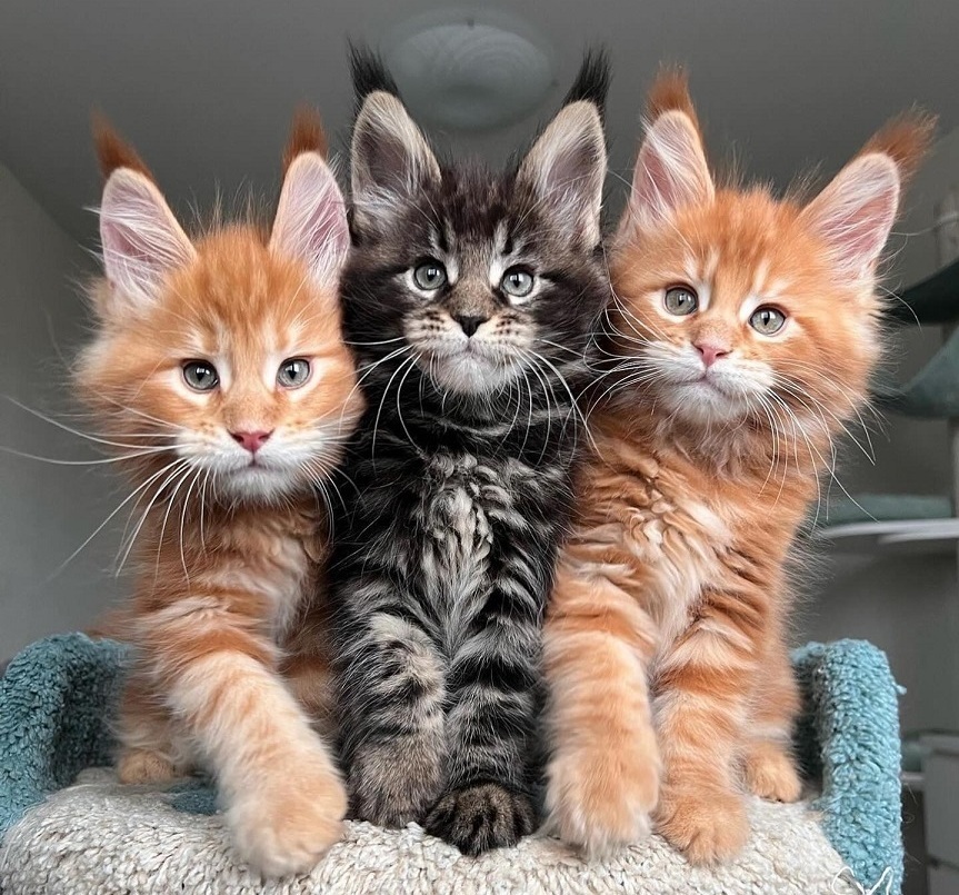 Purebred Maine Coon kittens available in Ottawa
