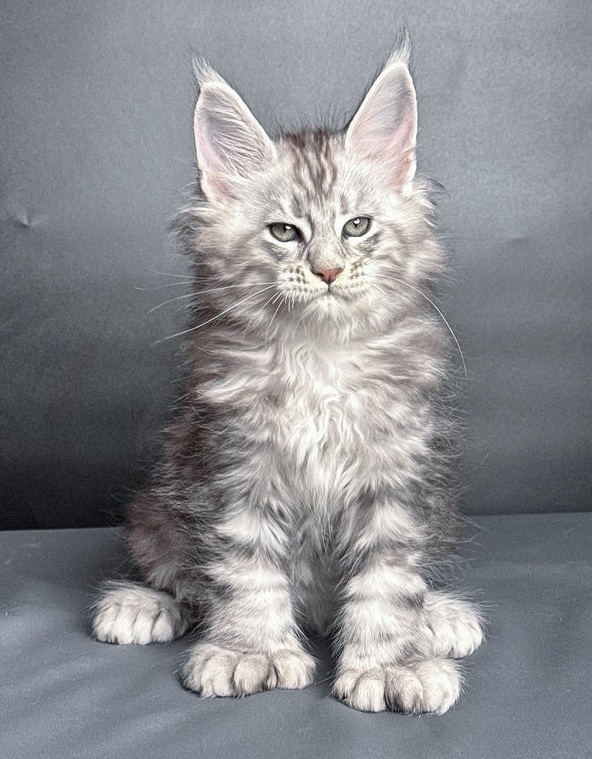 Beautiful Maine Coon kittens ready for adoption in Miami