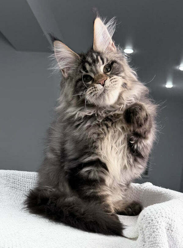 Fluffy Maine Coon kittens ready for homes in Los Angeles