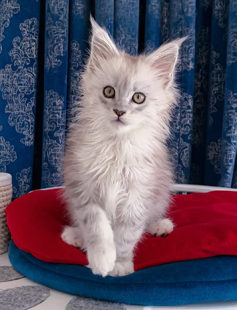 Beautiful Maine Coon kittens ready for Quebec City homes