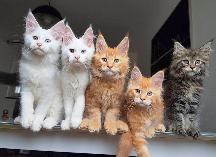 Registered Maine Coon kittens available across USA & Canada