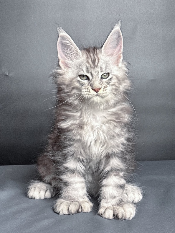 Maine Coon kittens available for families in Houston