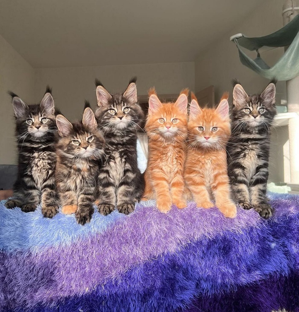 Maine Coon kittens ready for delivery across USA and Canada