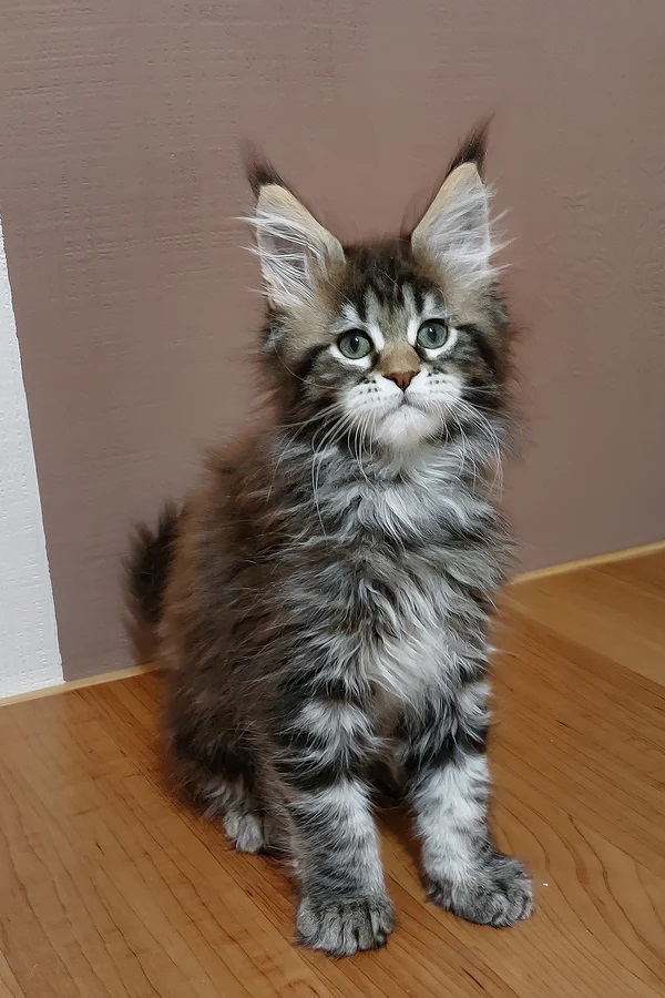 Purebred Maine Coon kittens available in Mississauga