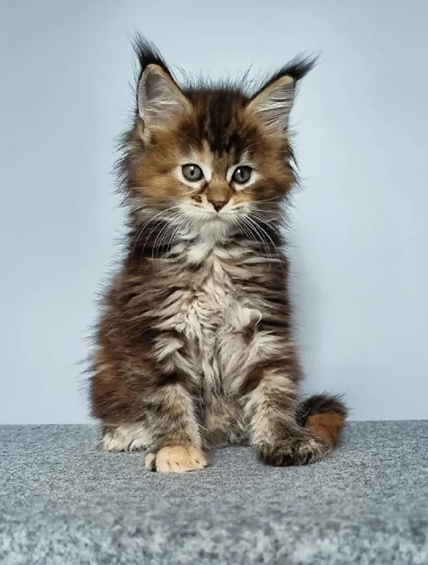 Purebred Maine Coon kittens available in Dallas