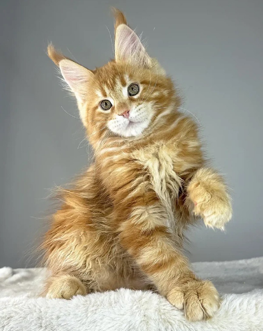 Maine Coon kittens from registered breeder in San Francisco