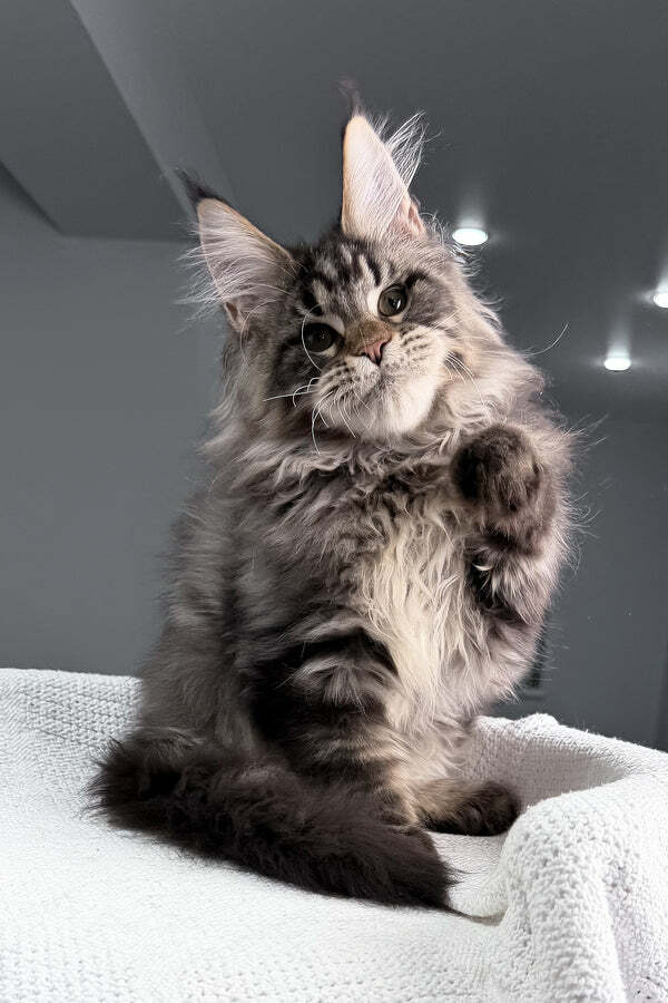 Calm and friendly Maine Coon kittens raised in a family environment