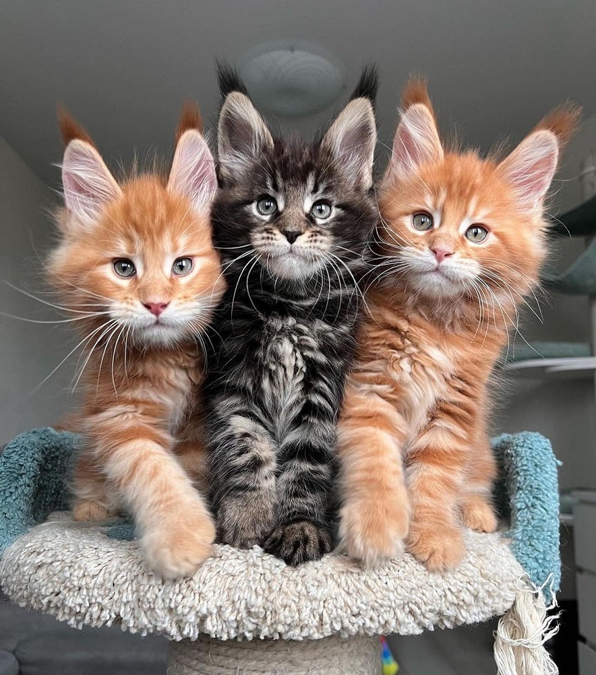 Maine Coon kittens sitting together from VCFluffyCoons cattery
