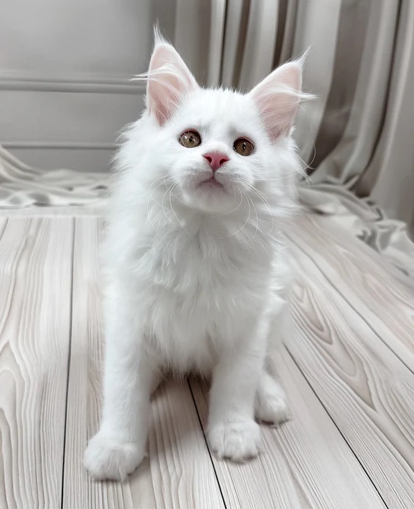 Socialized Maine Coon kittens available in Hamilton