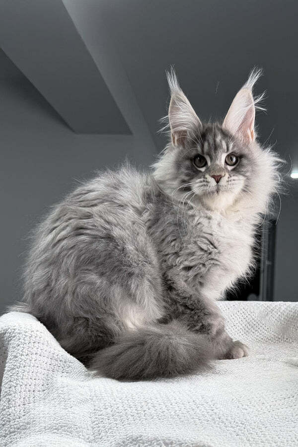 Healthy Maine Coon kittens with health guarantee from VCFluffyCoons